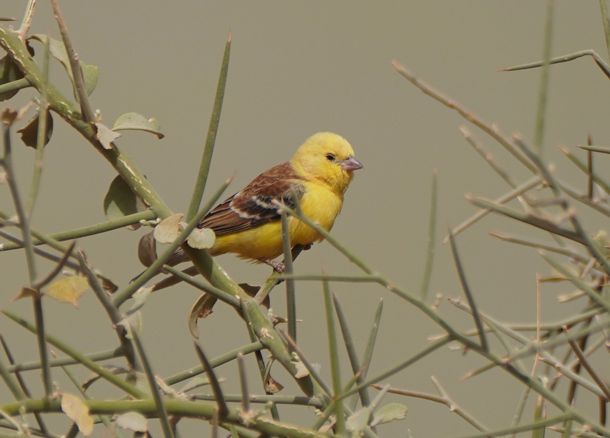 Sudan Golden Sparrow - ML617241676