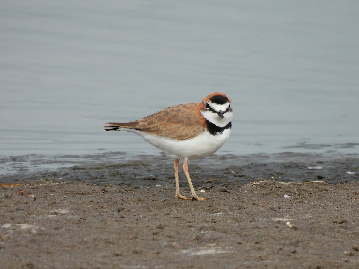 Collared Plover - ML617241679