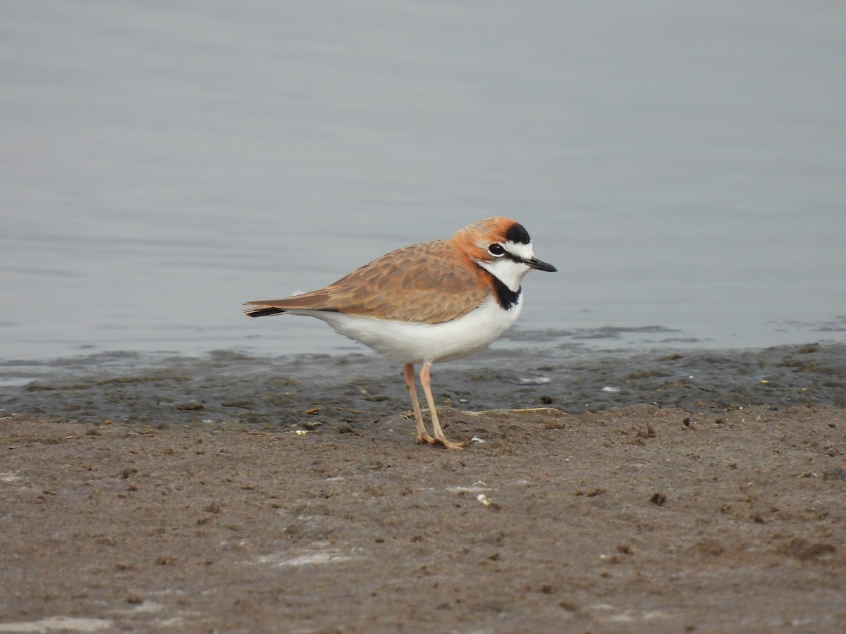 Collared Plover - ML617241680