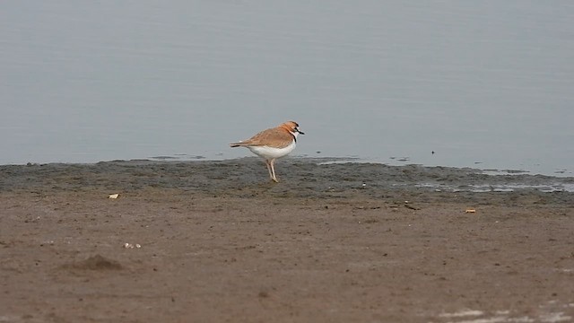 Collared Plover - ML617241707