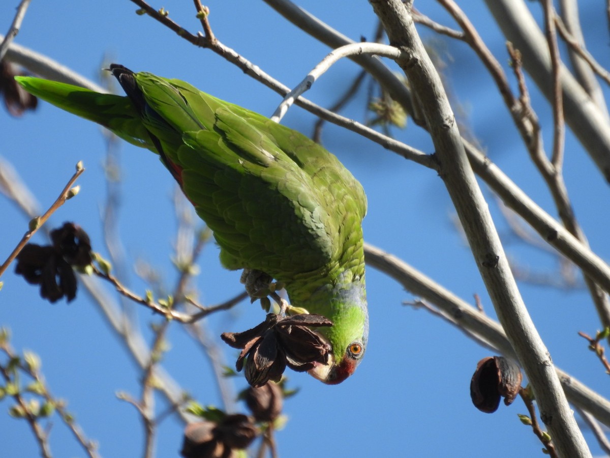 Lilac-crowned Parrot - ML617241722