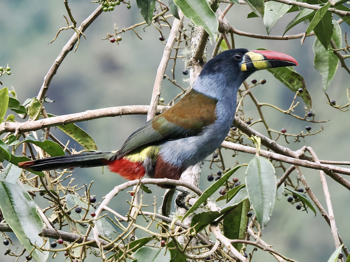 Gray-breasted Mountain-Toucan - ML617241785