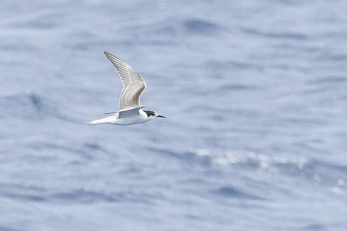 Common Tern (longipennis) - ML617241796