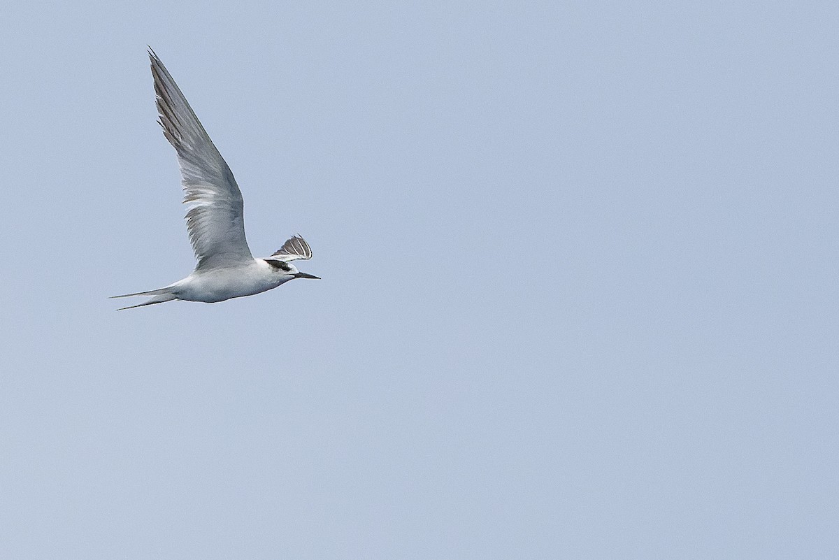 Common Tern (longipennis) - Joachim Bertrands