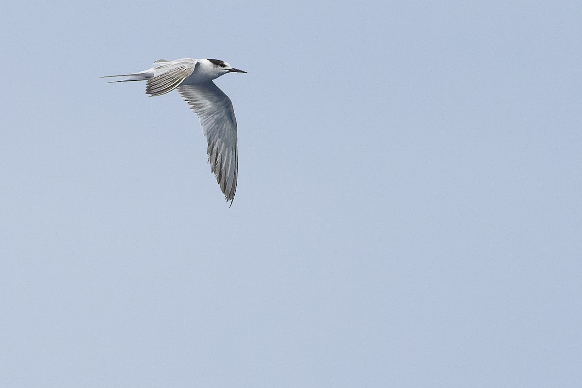 Common Tern (longipennis) - Joachim Bertrands