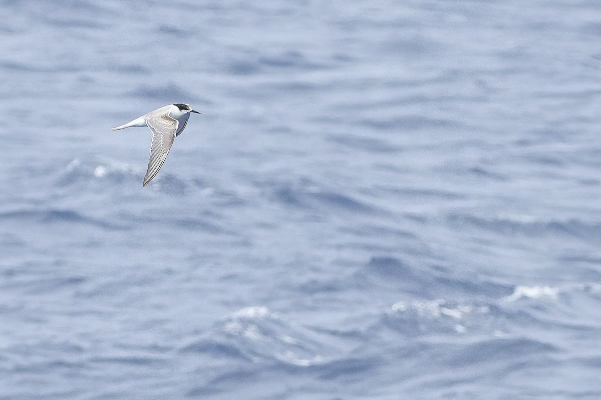 Common Tern (longipennis) - ML617241800