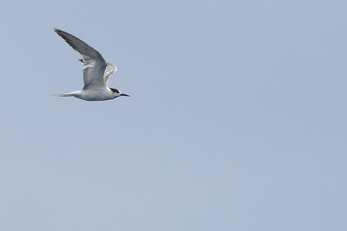 Common Tern (longipennis) - ML617241802