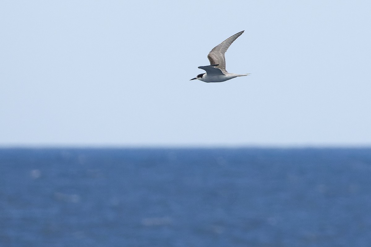 Common Tern (longipennis) - ML617241806
