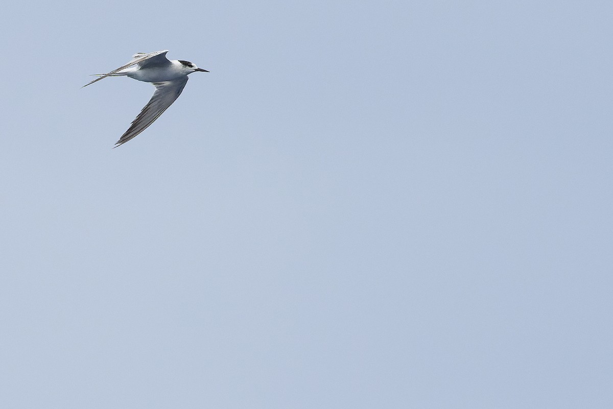 Common Tern (longipennis) - ML617241807