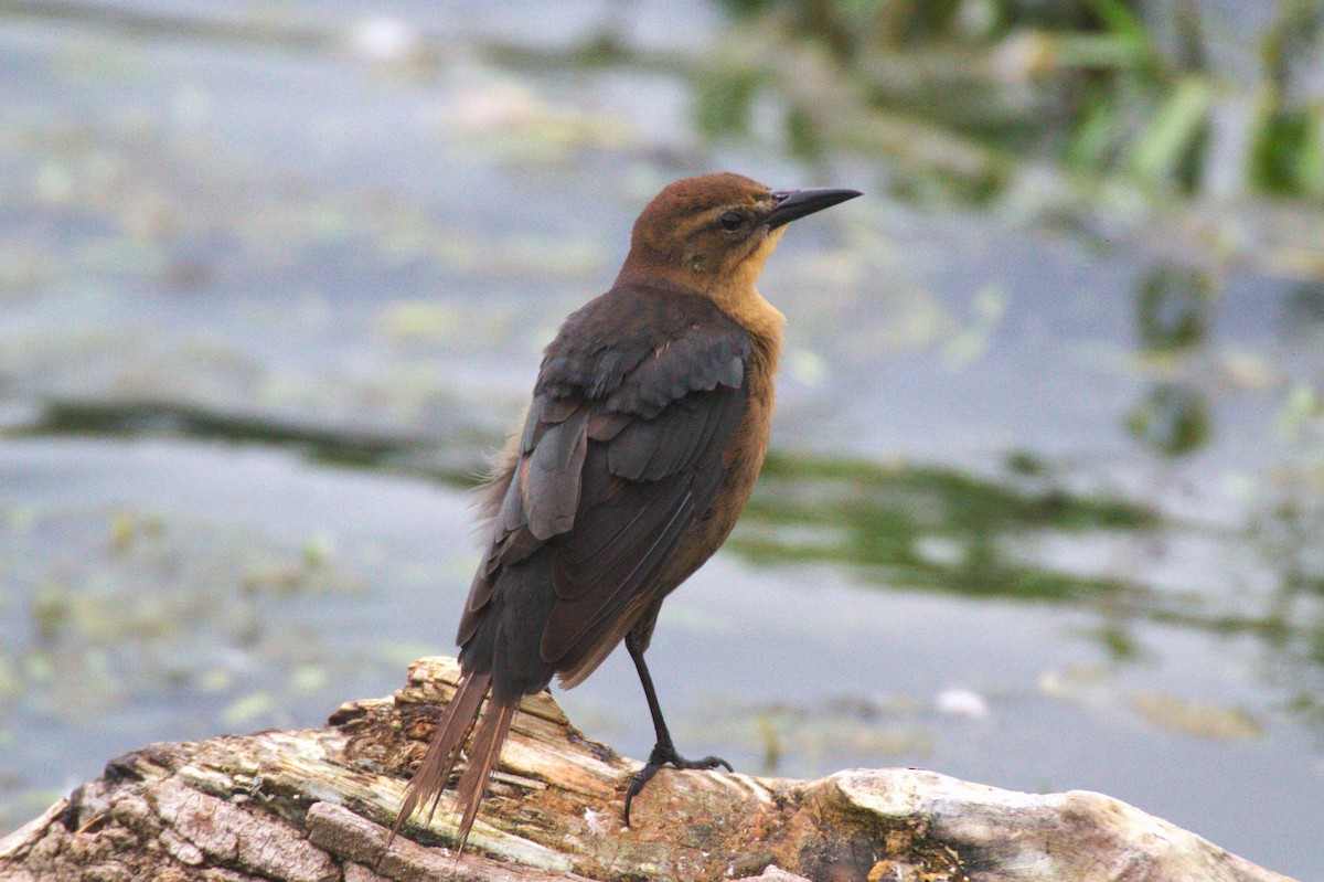 Boat-tailed Grackle - ML617241821