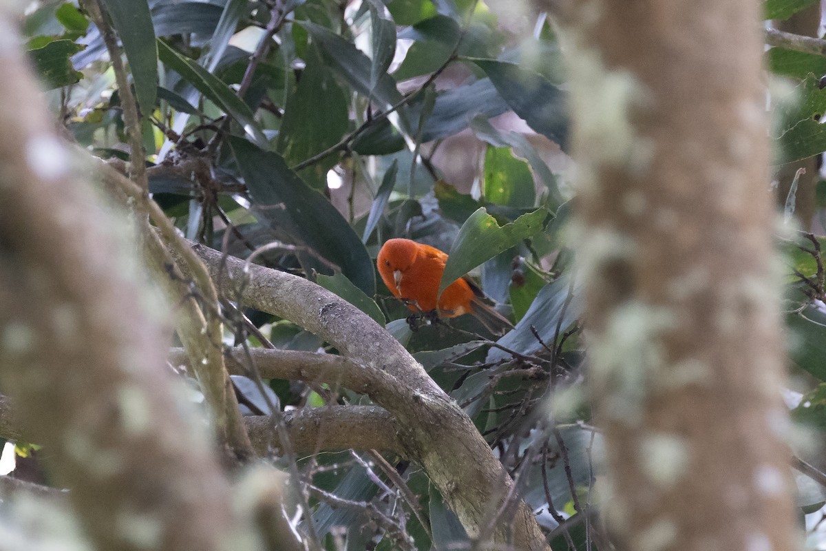 Hawaii-Akepakleidervogel - ML617241824