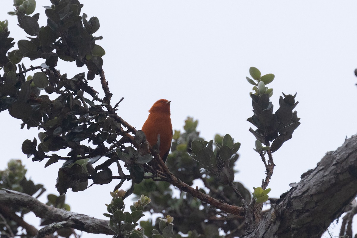 Hawaii-Akepakleidervogel - ML617241825