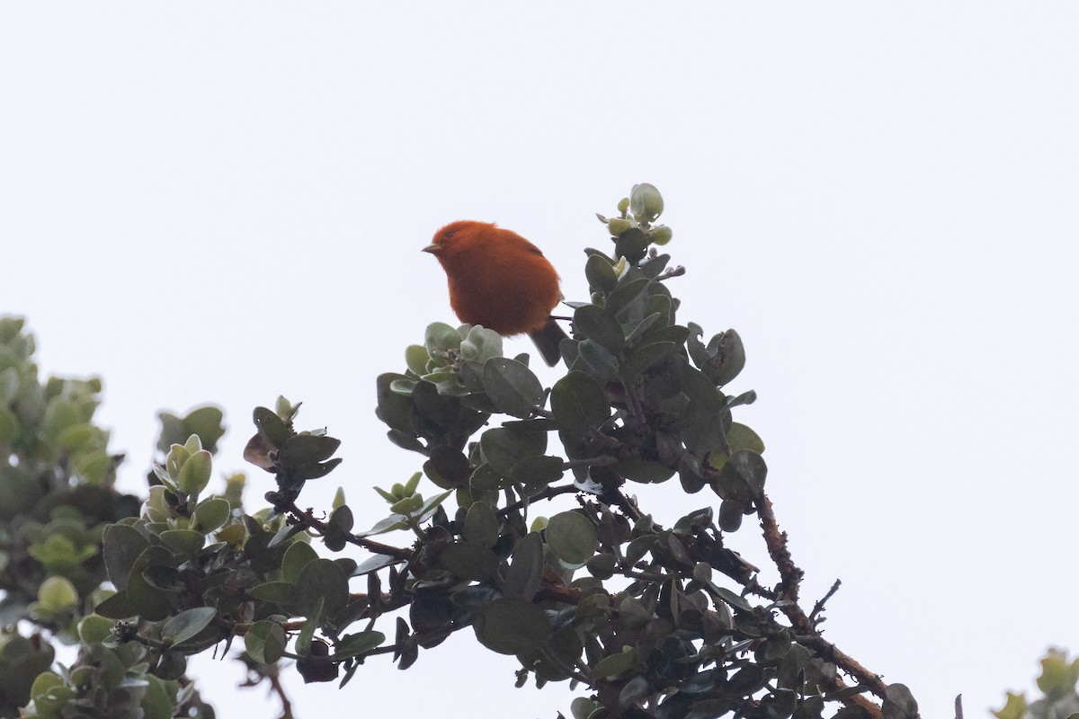 Hawaii-Akepakleidervogel - ML617241826