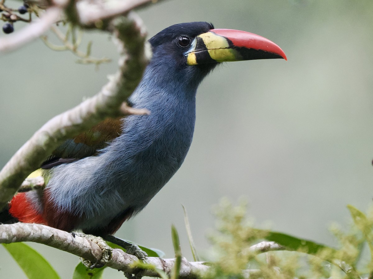 Gray-breasted Mountain-Toucan - ML617241857