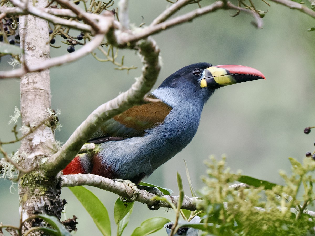 Gray-breasted Mountain-Toucan - ML617241909