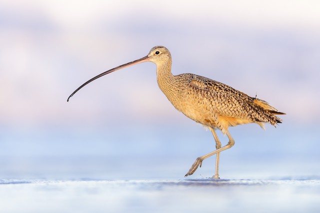 Long-billed Curlew ML617242102
