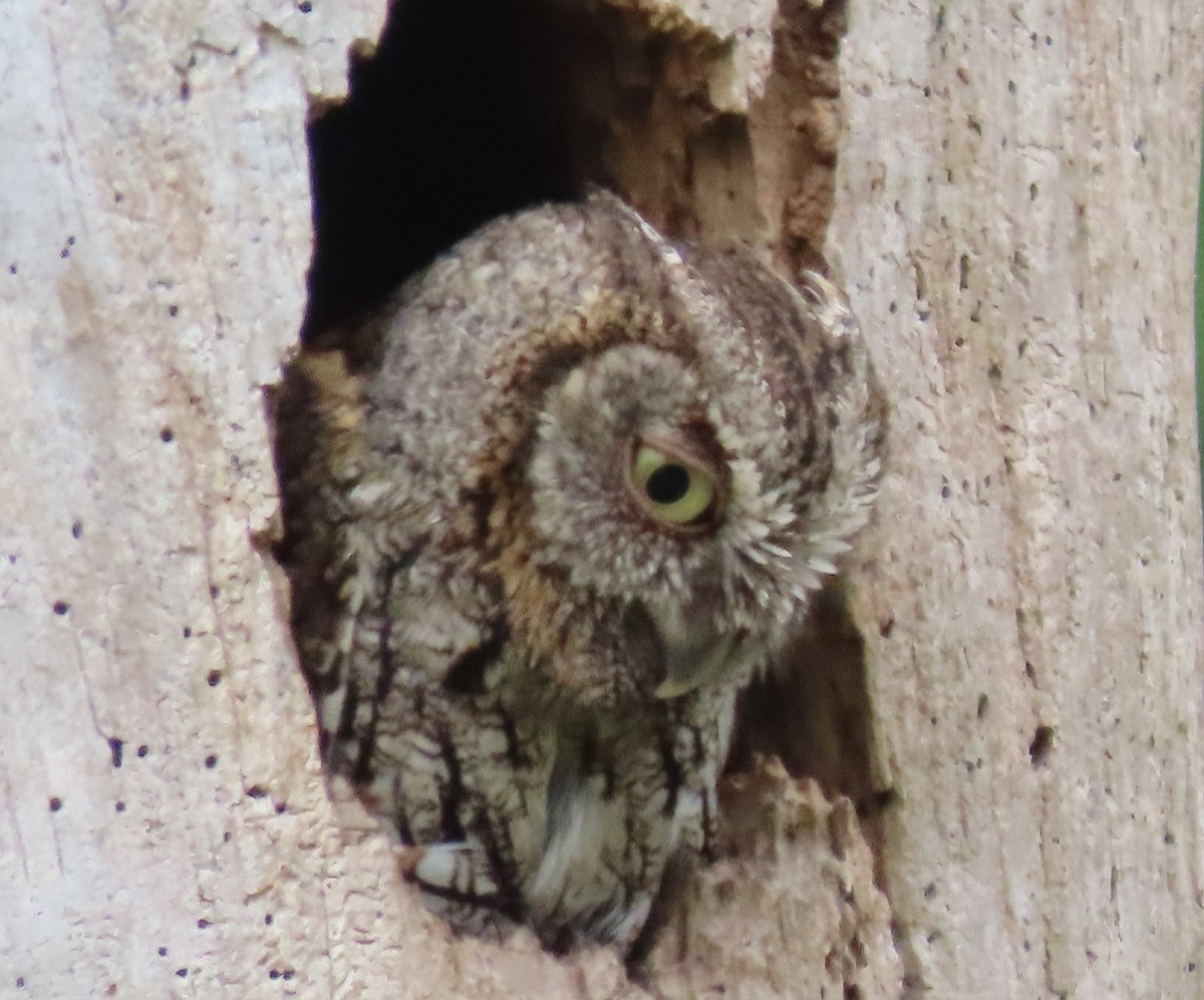 Eastern Screech-Owl - Susan Daughtrey