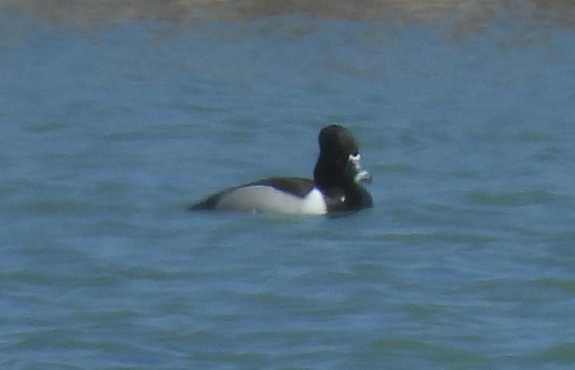 Ring-necked Duck - ML617242170