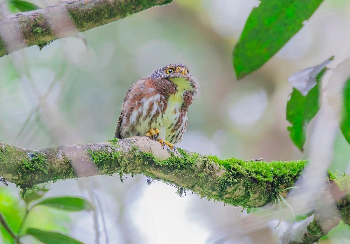 Sunda Owlet - Koel Ko