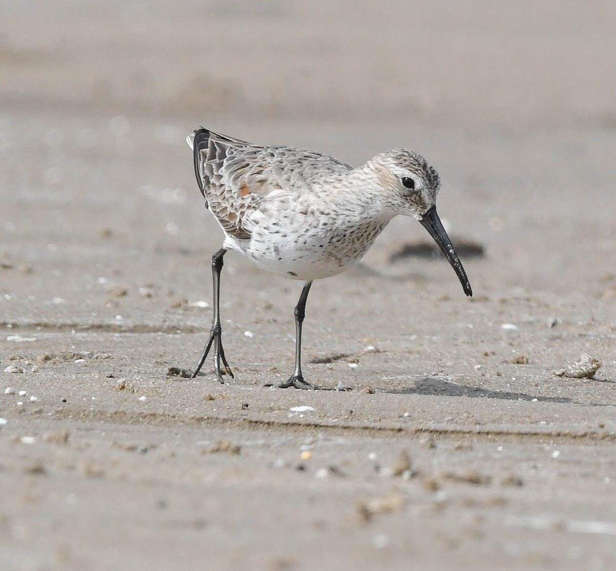 eBird Checklist - 10 Apr 2024 - Long Point--Turkey Point-beach - 23 species