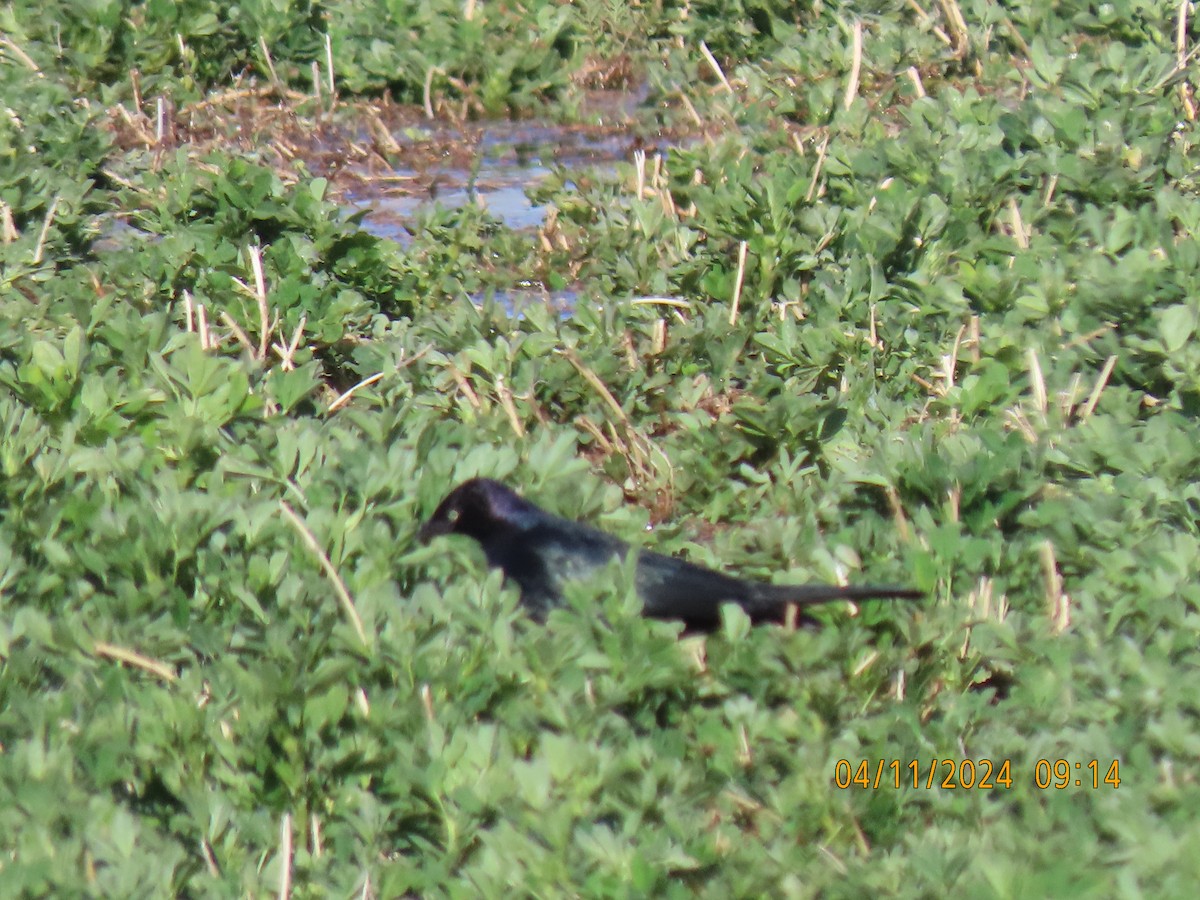 Great-tailed Grackle - ML617242221