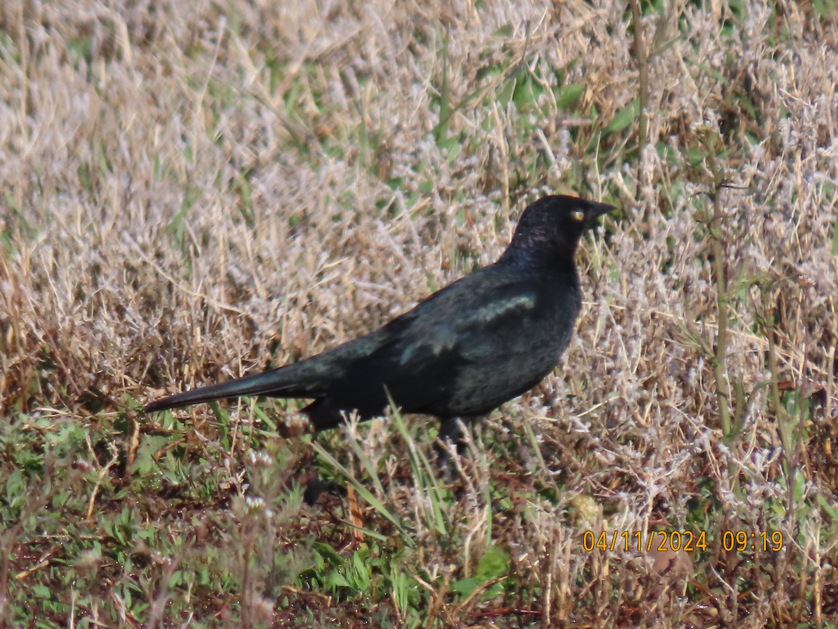 Great-tailed Grackle - ML617242223