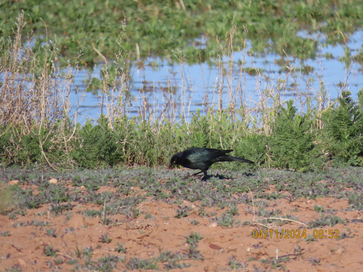 Great-tailed Grackle - ML617242224