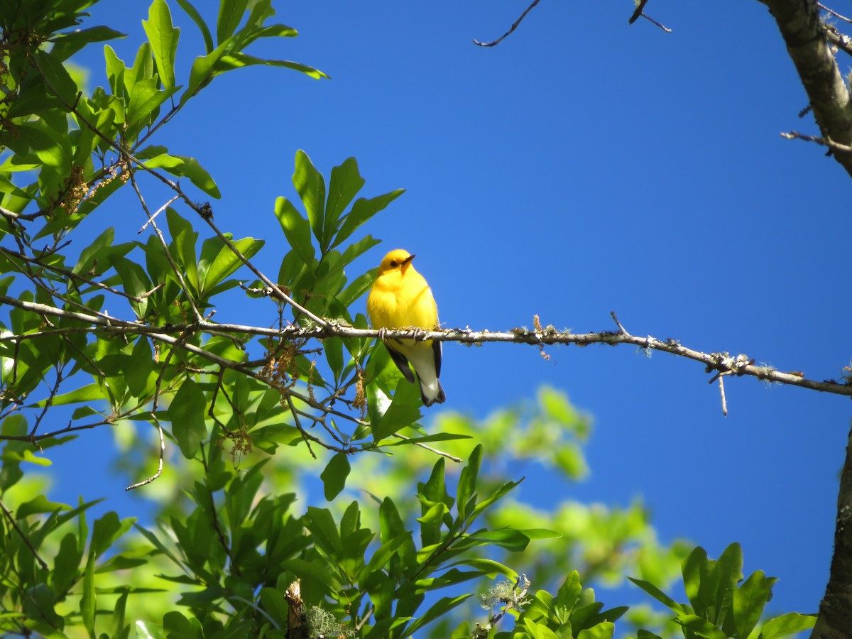 Prothonotary Warbler - ML617242303