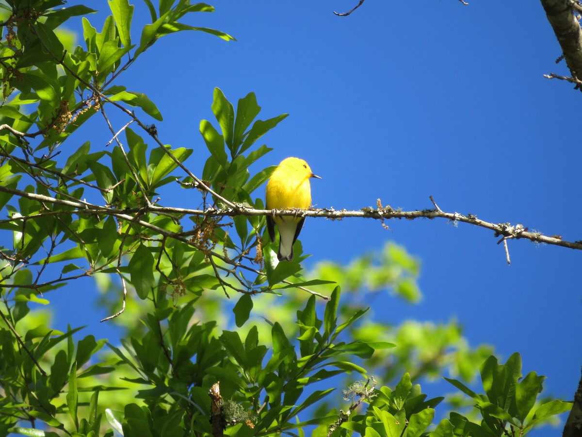 Prothonotary Warbler - ML617242304