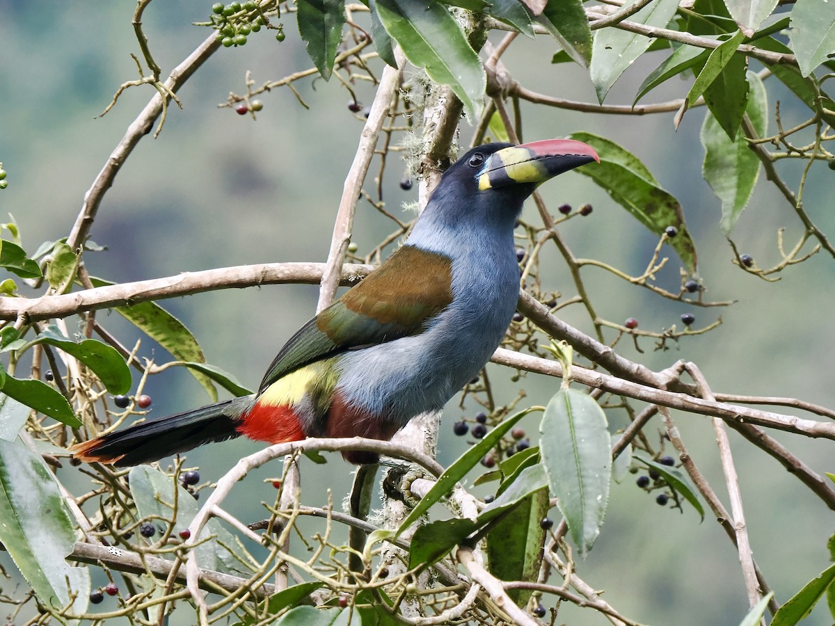 Gray-breasted Mountain-Toucan - ML617242331