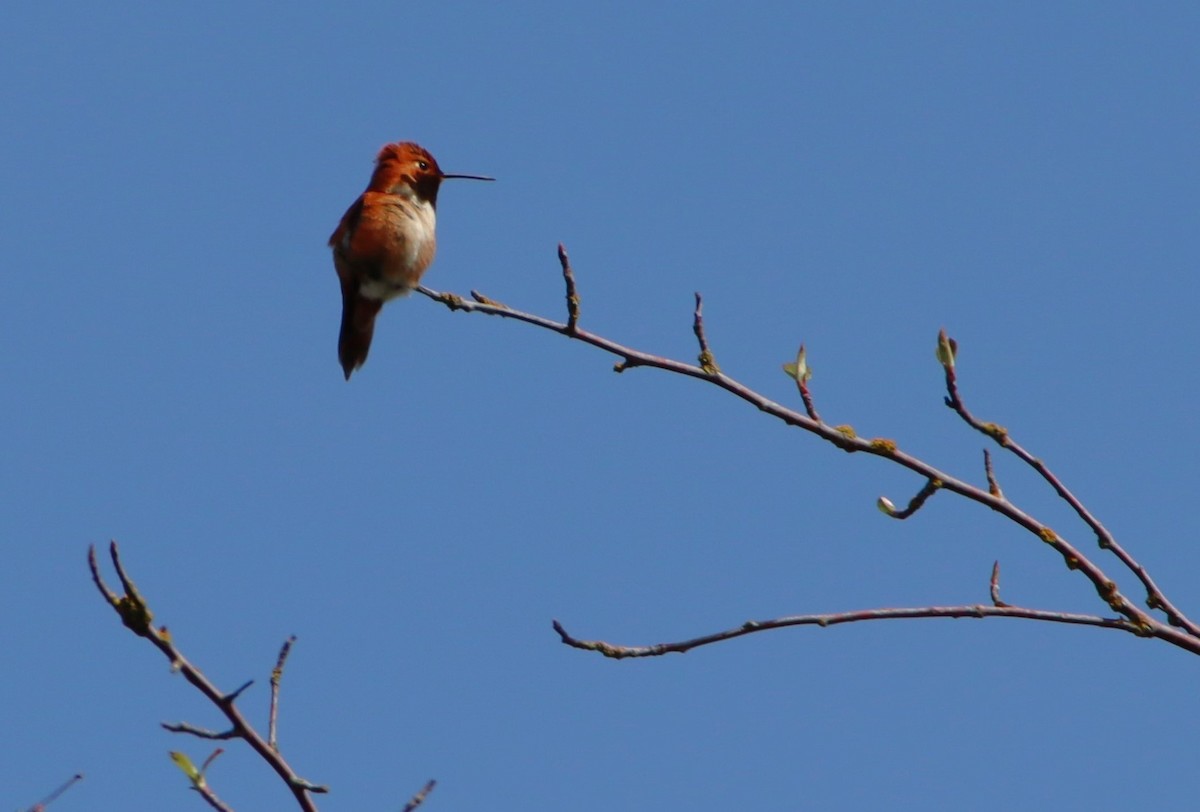 Rufous Hummingbird - Dianne Murray