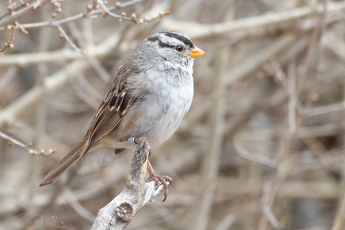 White-crowned Sparrow - Michael Plaster