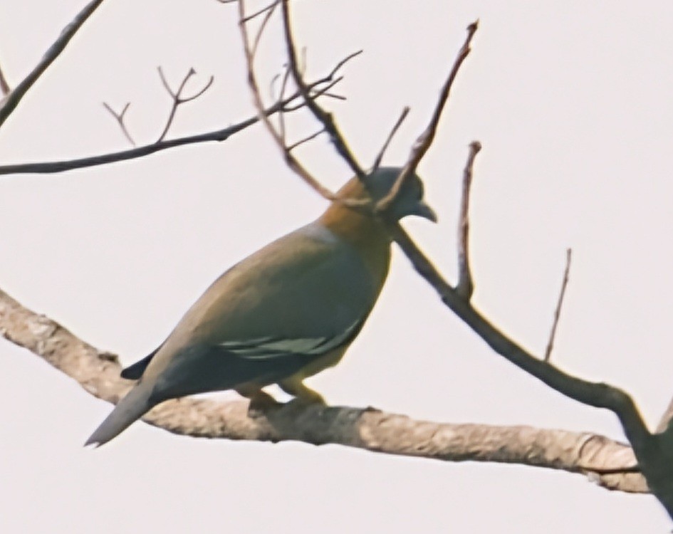 Yellow-footed Green-Pigeon - Martin Mau