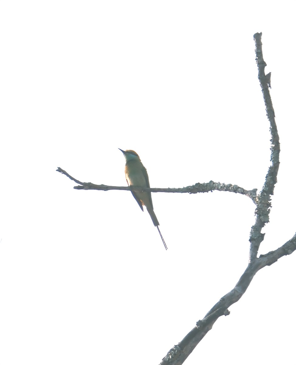 Asian Green Bee-eater - ML617242940