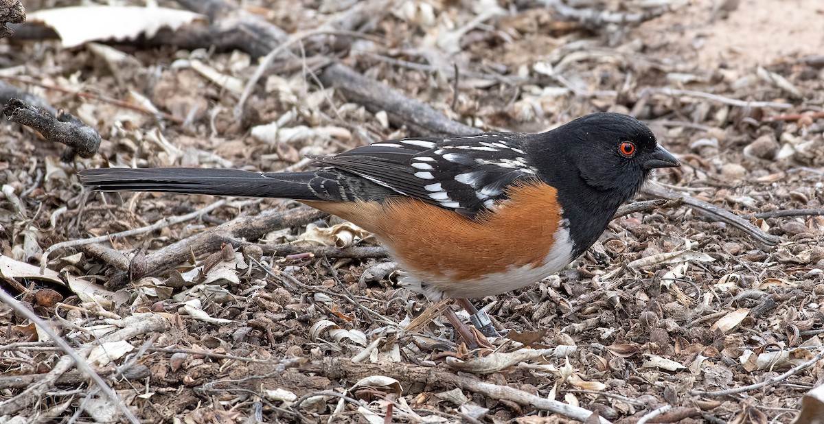 Spotted Towhee - ML617242979