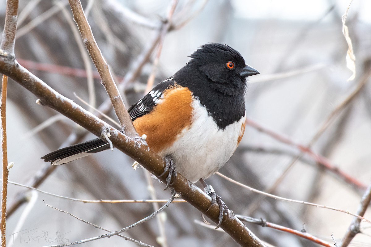 Spotted Towhee - Michael Plaster