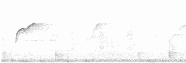 Batı Amerika Sinekkapanı (occidentalis/hellmayri) - ML617243189