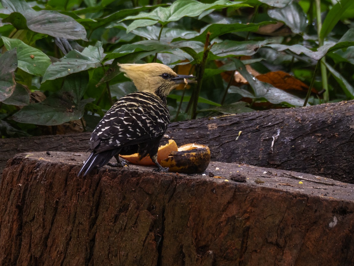 Blond-crested Woodpecker - ML617243251
