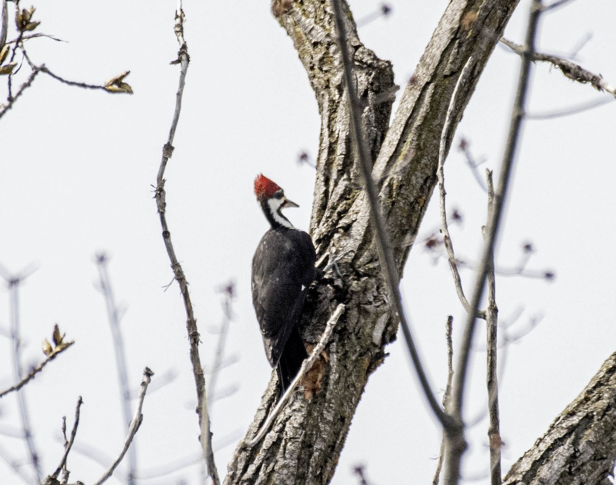 Pileated Woodpecker - ML617243406