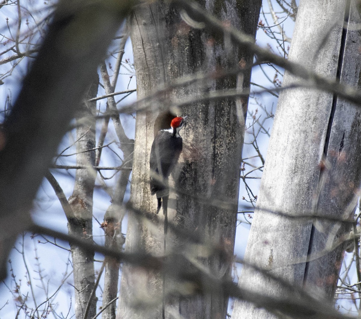 Pileated Woodpecker - ML617243408