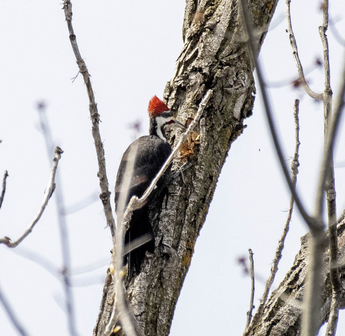 Pileated Woodpecker - ML617243409