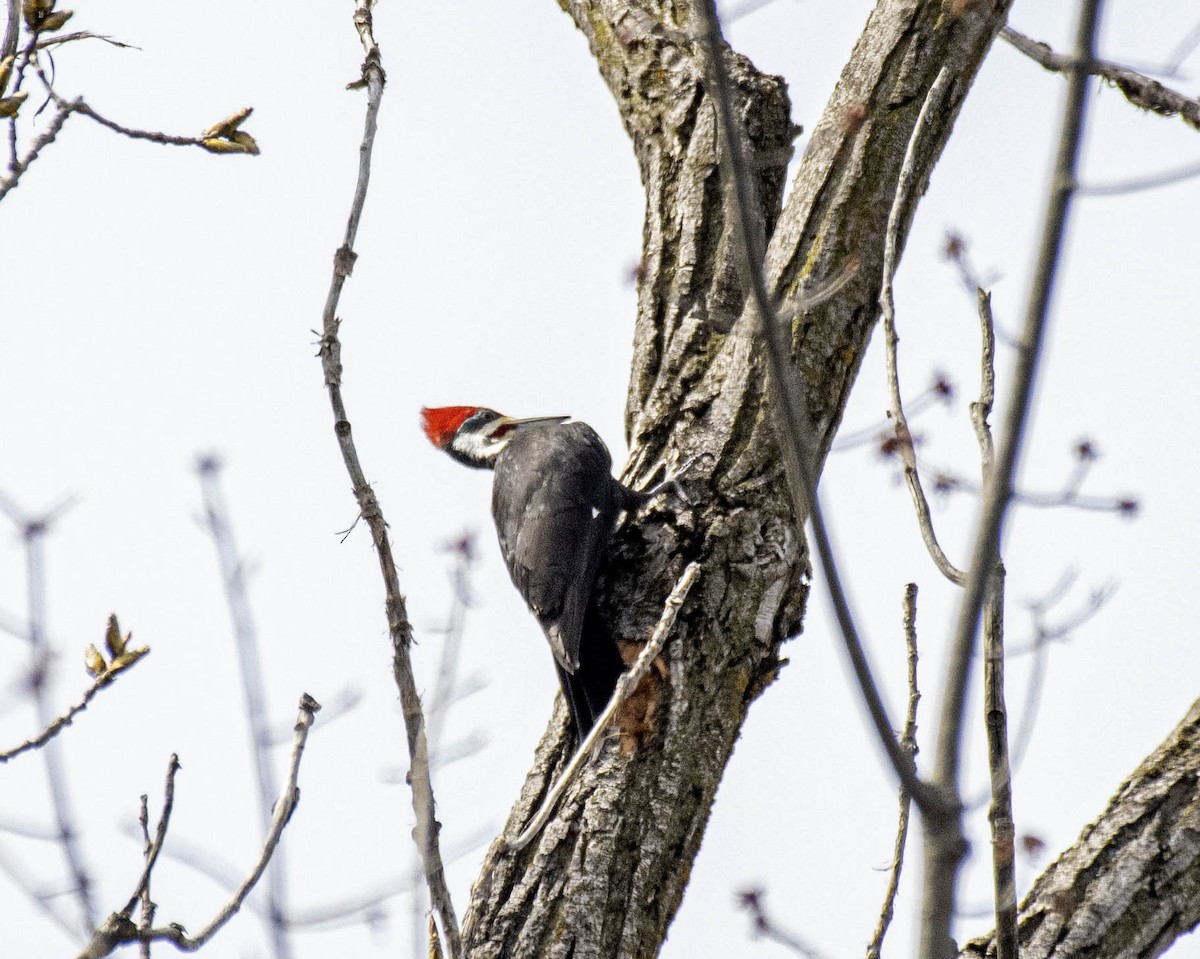 Pileated Woodpecker - ML617243410
