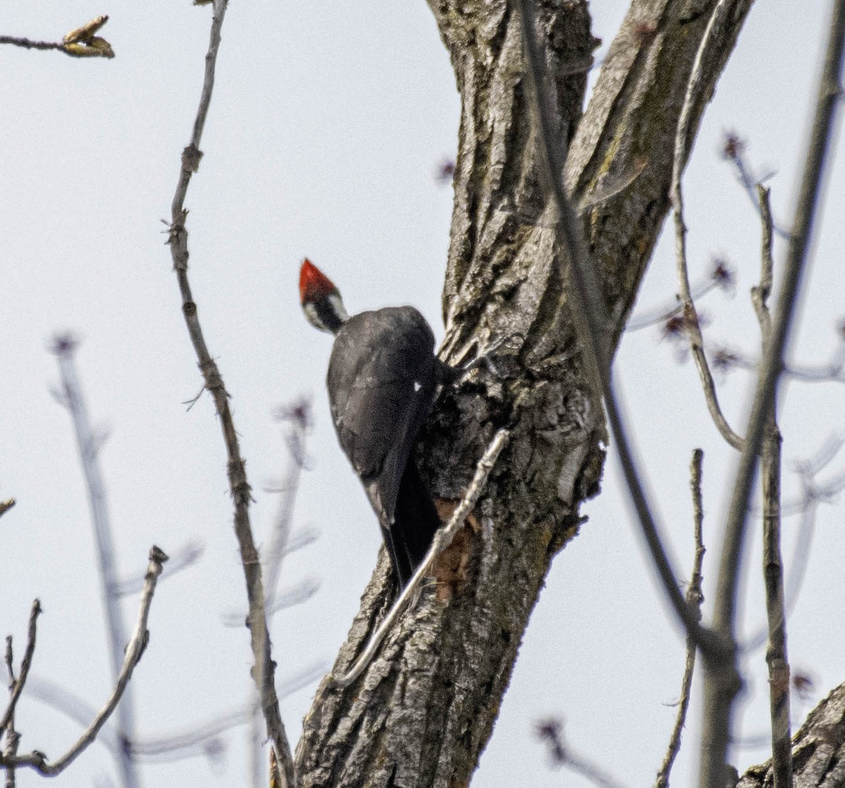 Pileated Woodpecker - ML617243411