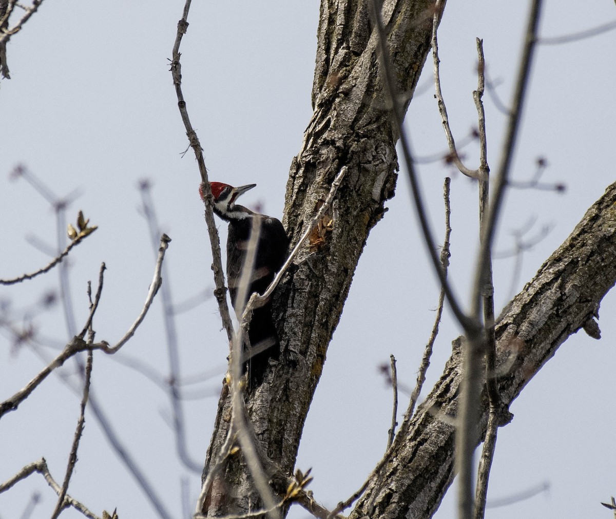 Pileated Woodpecker - ML617243412
