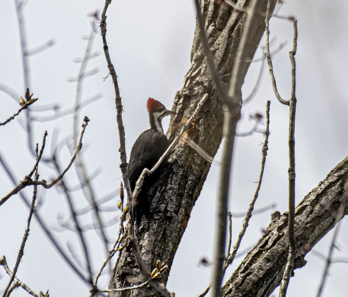 Pileated Woodpecker - ML617243413
