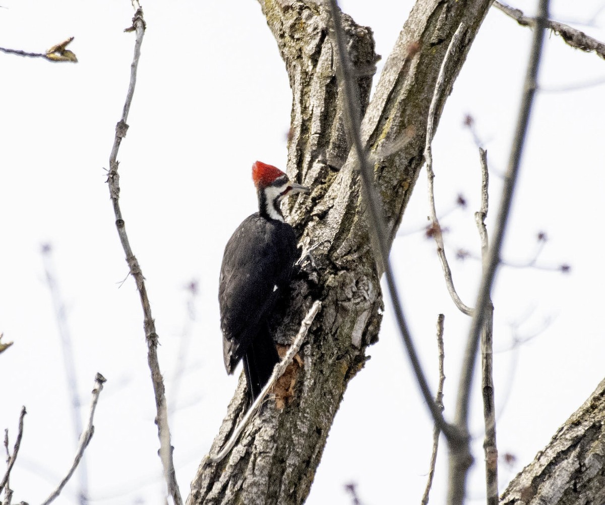 Pileated Woodpecker - ML617243414
