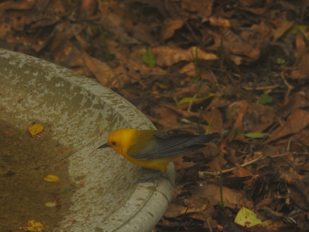 Prothonotary Warbler - ML617243415