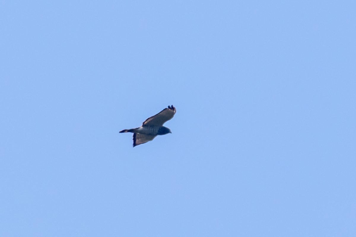 Broad-winged Hawk - ML617243691