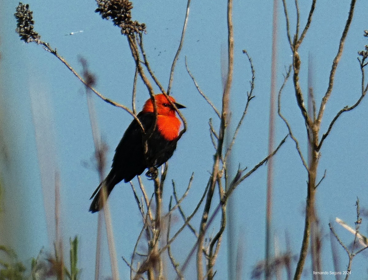 Scarlet-headed Blackbird - ML617243703