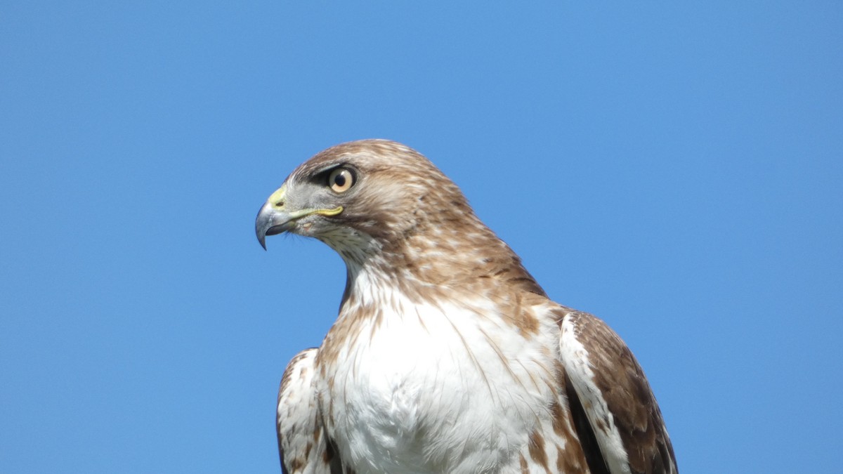 Red-tailed Hawk - ML617243730